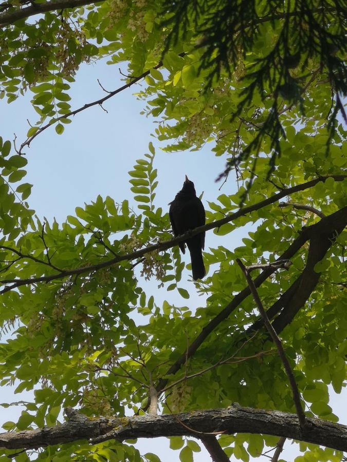 Apartmaji Volf Zgornje Gorje Esterno foto