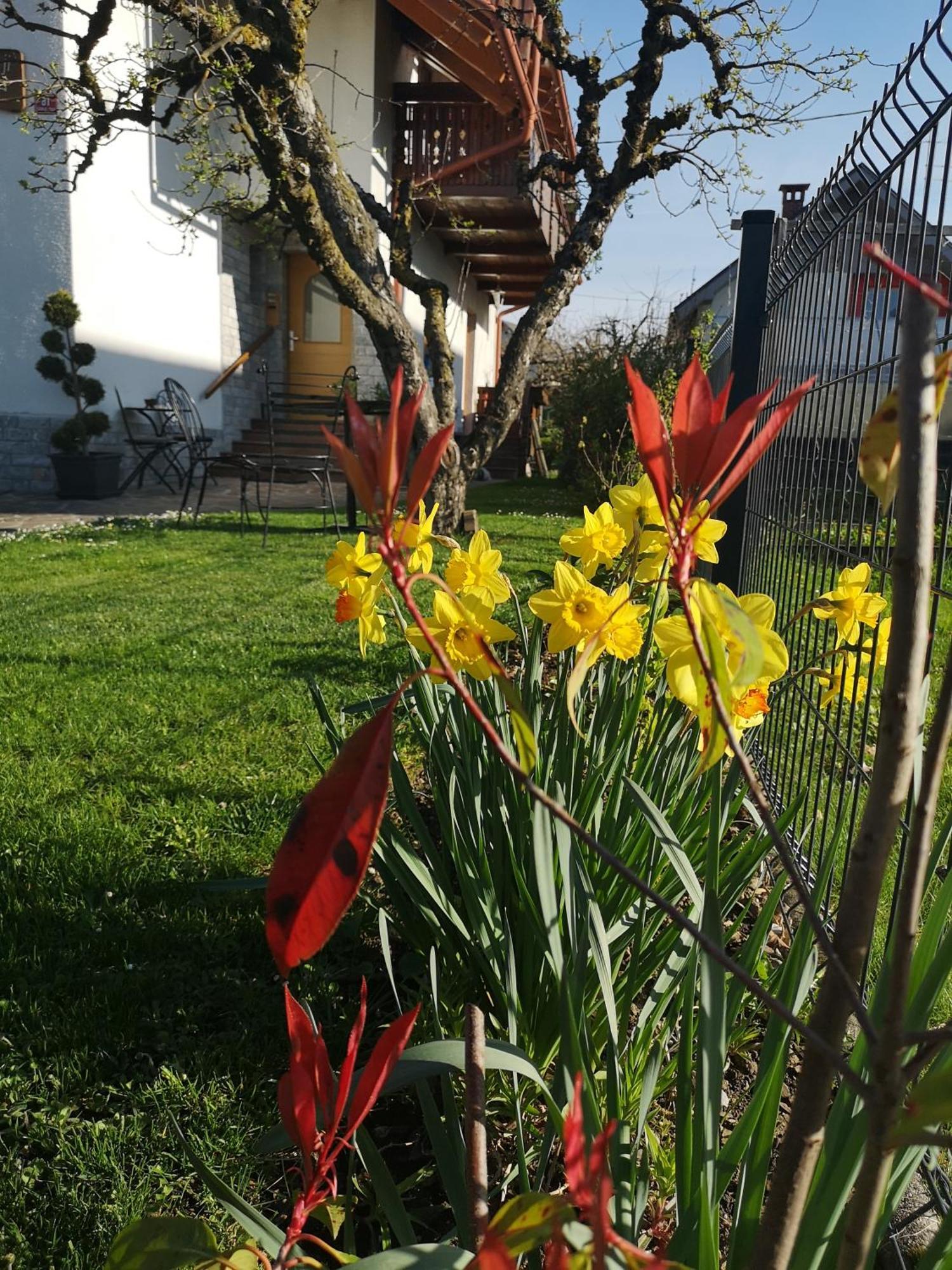 Apartmaji Volf Zgornje Gorje Esterno foto